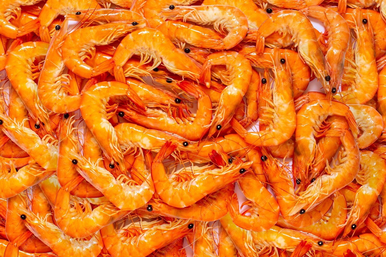 top-view-shrimp-white-background_267381-47
