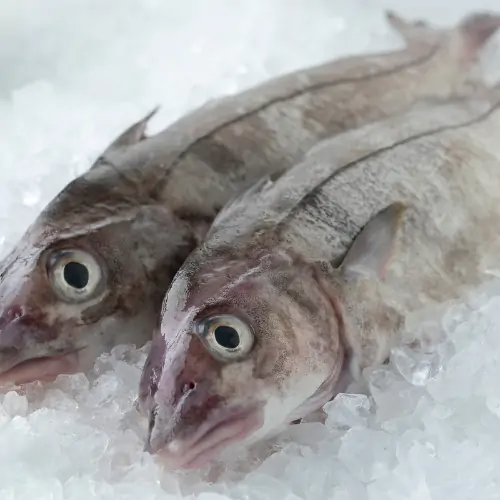Whole Frozen Haddock